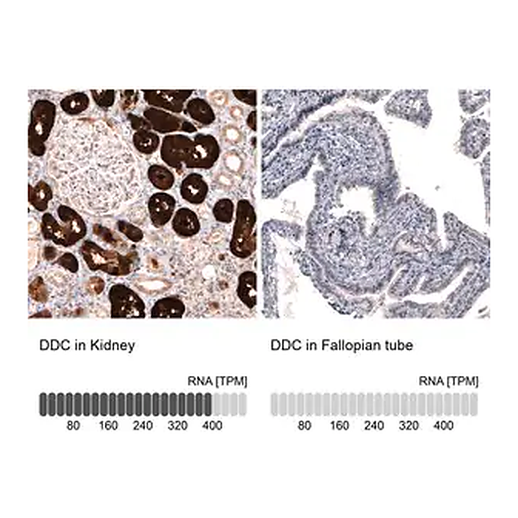 Merck Monoclonal Anti-DDC antibody produced in mouse