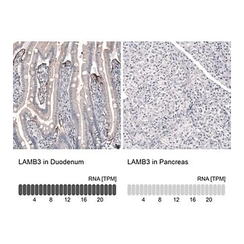 Merck Monoclonal Anti-LAMB3 antibody produced in mouse