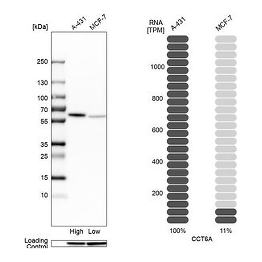 Merck Anti-CCT6A antibody produced in rabbit