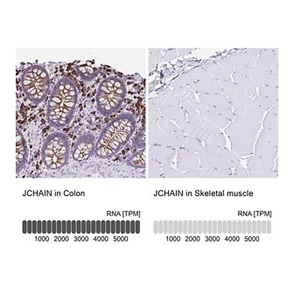 Merck Anti-JCHAIN antibody produced in rabbit