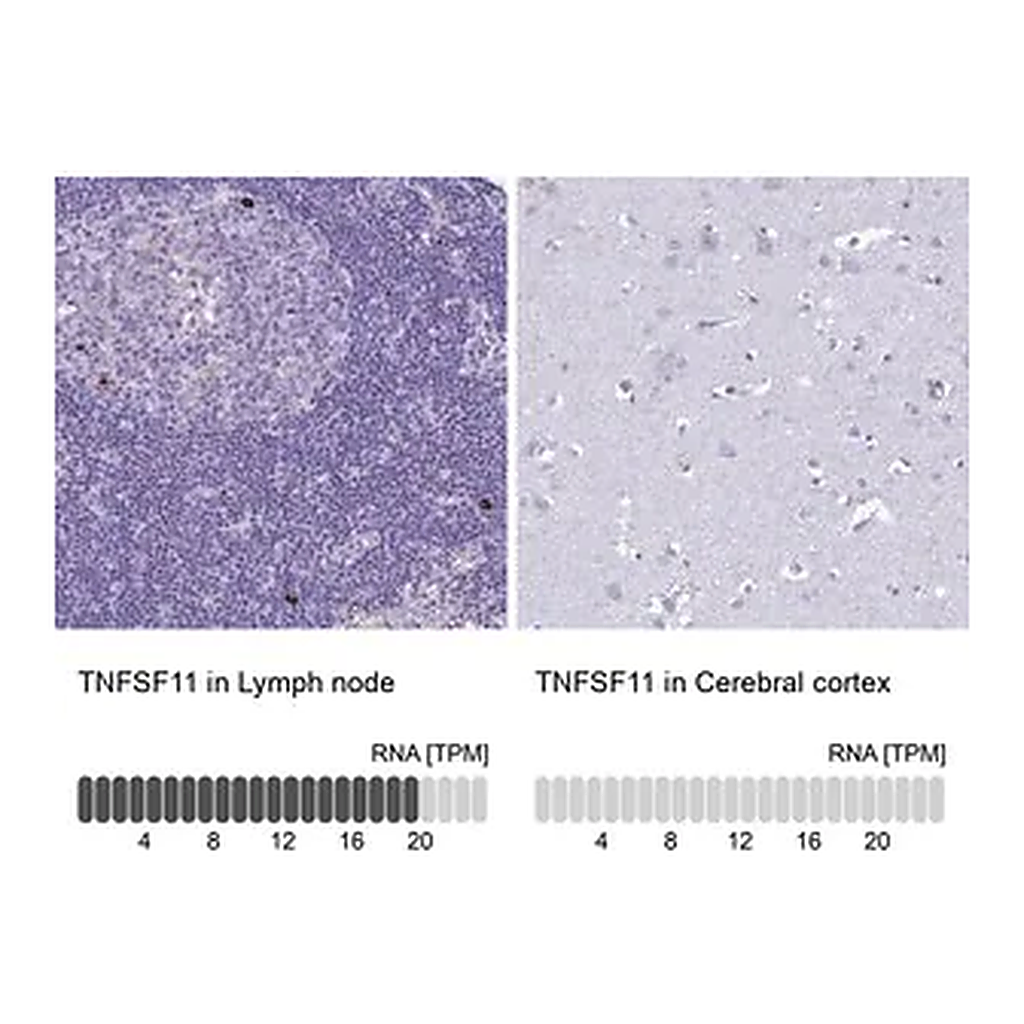 Merck Anti-TNFSF11 antibody produced in rabbit