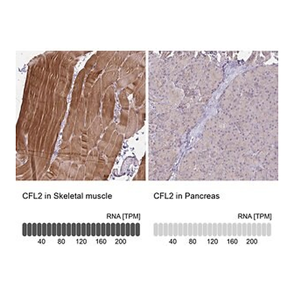 Merck Anti-CFL2 antibody produced in rabbit
