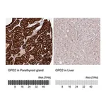 Merck Anti-GPD2 antibody produced in rabbit