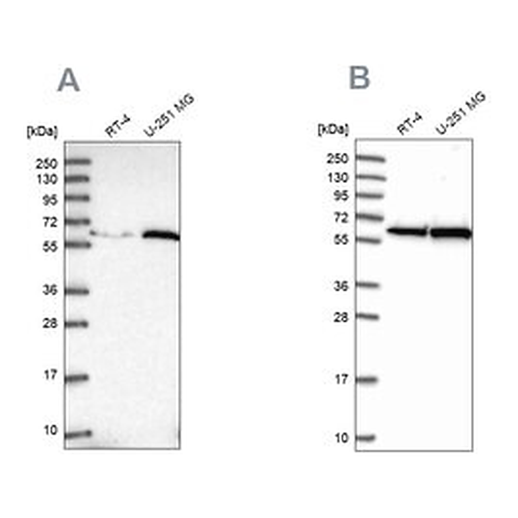Merck Anti-KPNA4 antibody produced in rabbit