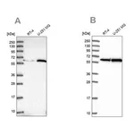 Merck Anti-KPNA4 antibody produced in rabbit