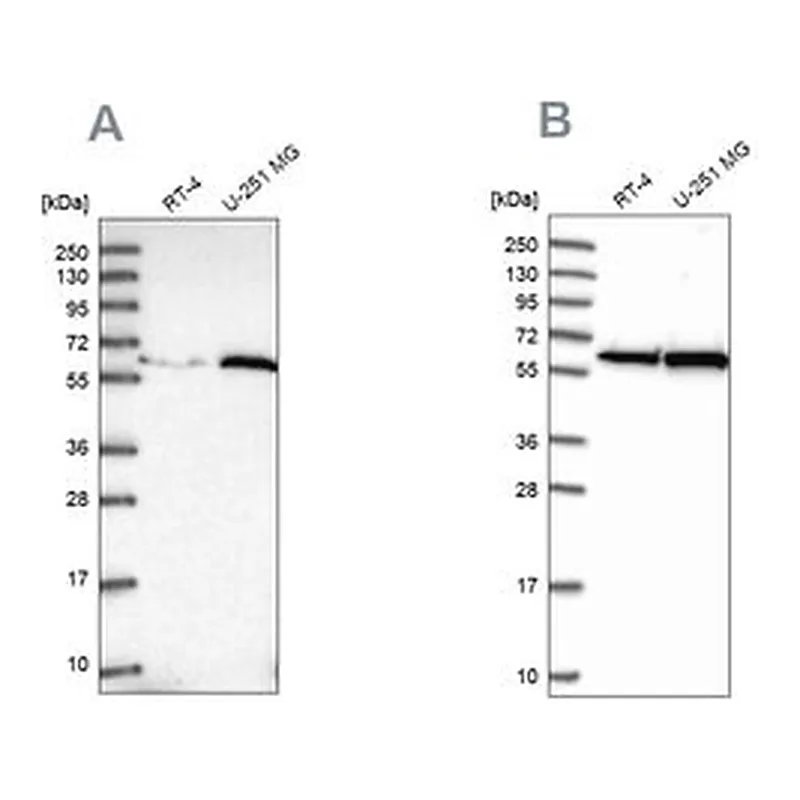 Merck Anti-KPNA4 antibody produced in rabbit
