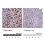 Merck Anti-CPVL antibody produced in rabbit