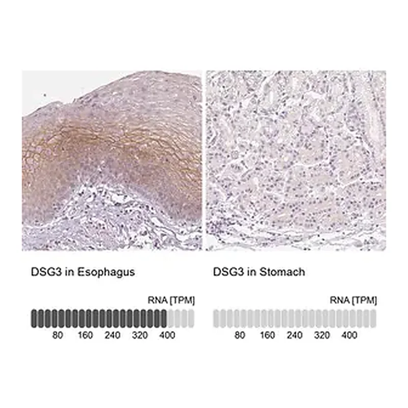 Merck Anti-DSG3 antibody produced in rabbit