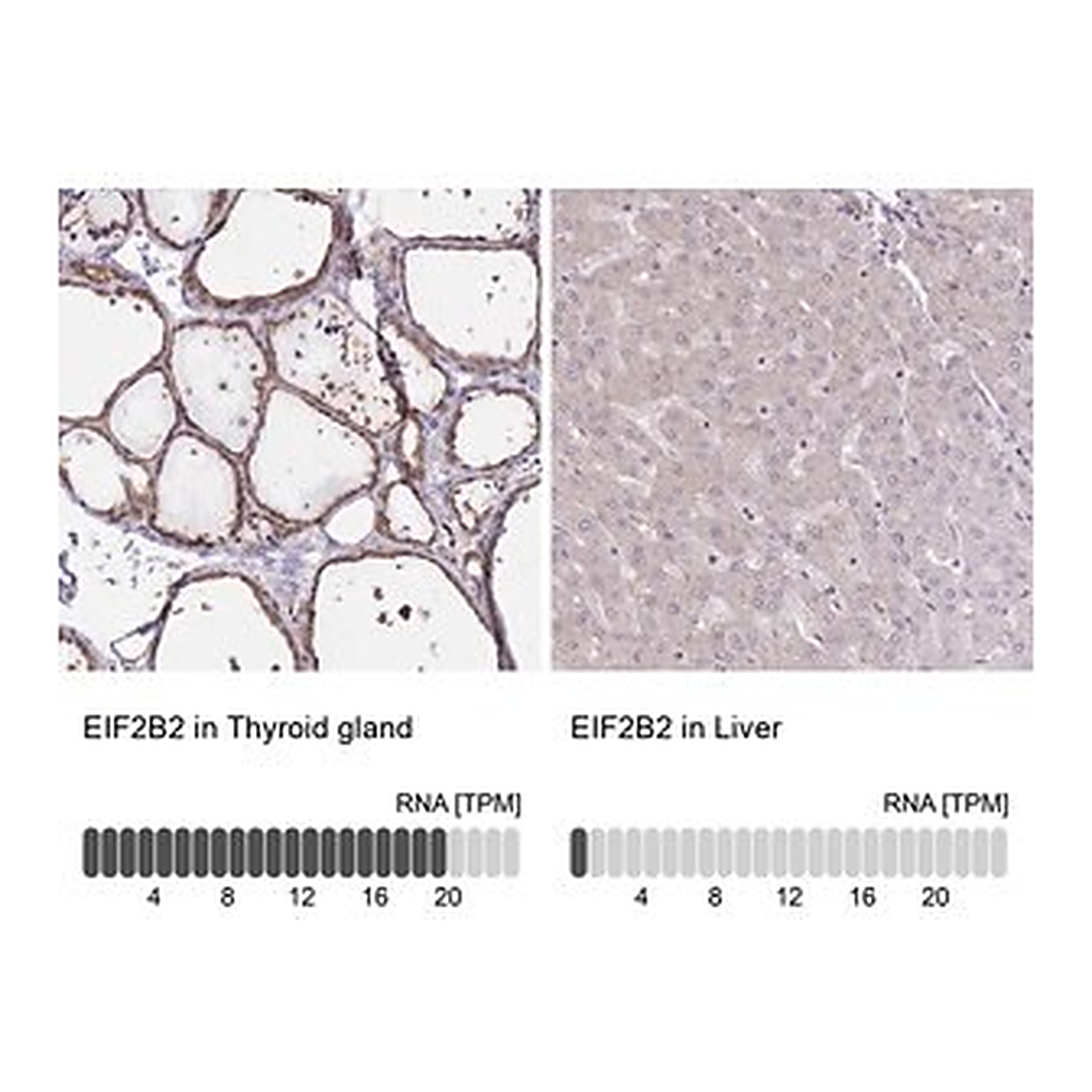 Merck Anti-EIF2B2 antibody produced in rabbit
