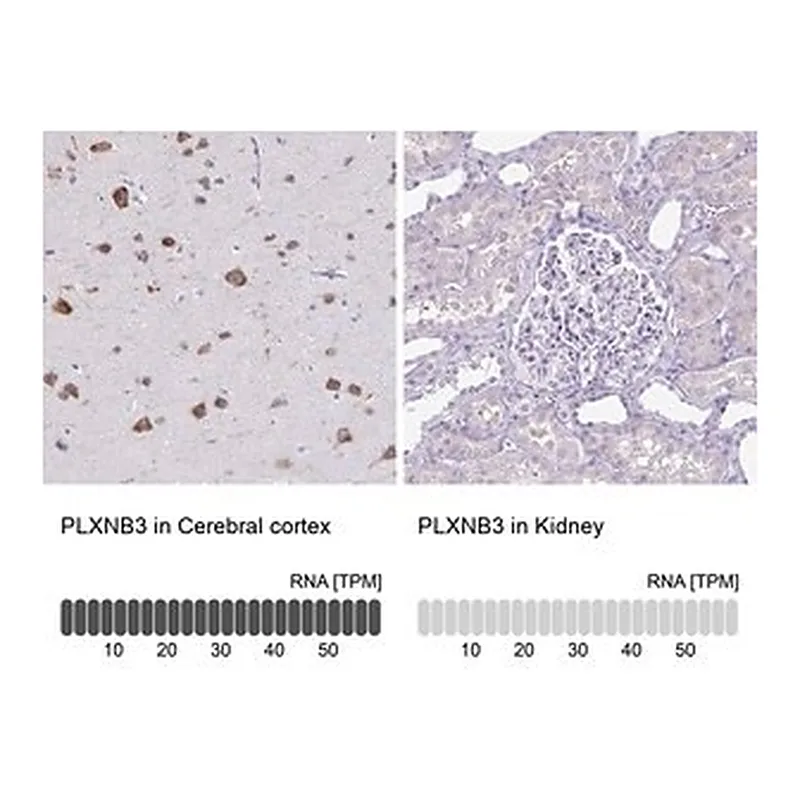 Merck Anti-PLXNB3 antibody produced in rabbit