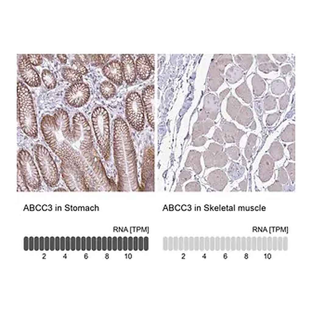 Merck Anti-ABCC3 antibody produced in rabbit