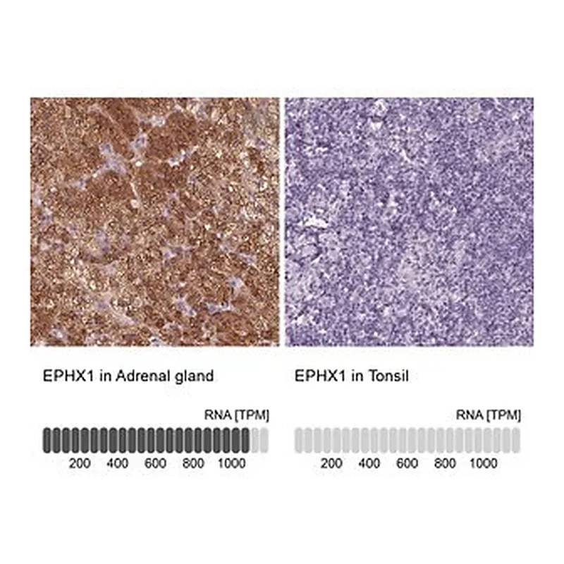 Merck Anti-EPHX1 antibody produced in rabbit