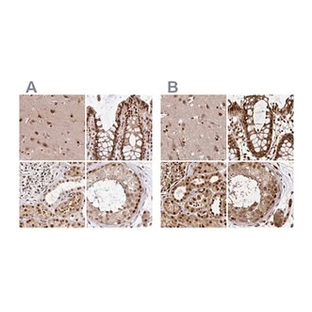 Merck Anti-GLYR1 antibody produced in rabbit