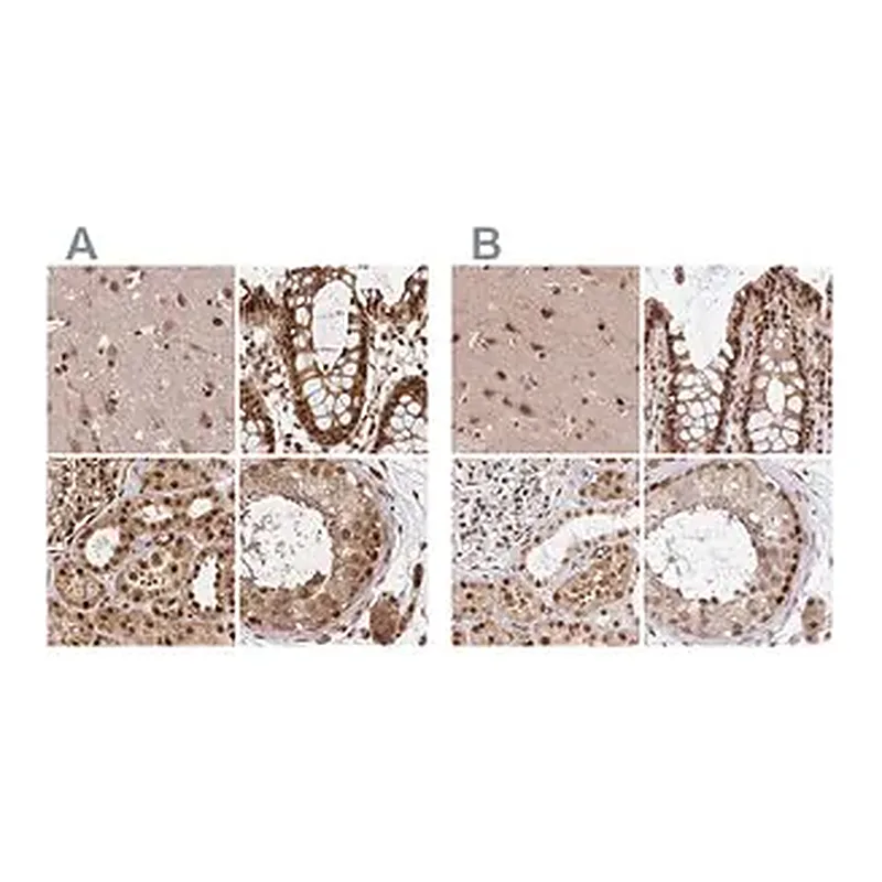 Merck Anti-GLYR1 antibody produced in rabbit
