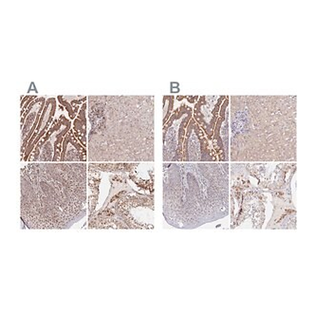 Merck Anti-MAVS antibody produced in rabbit
