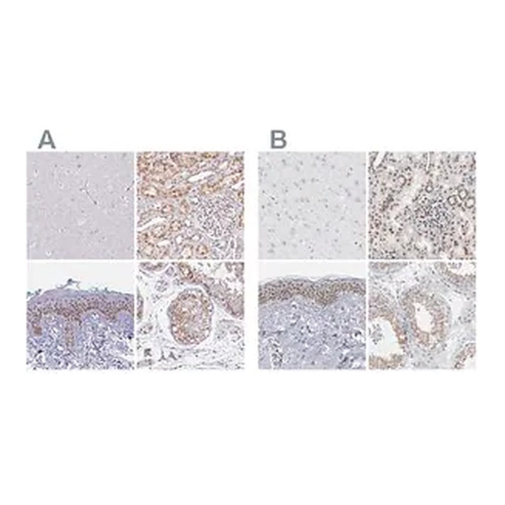 Merck Anti-SYNE2 antibody produced in rabbit