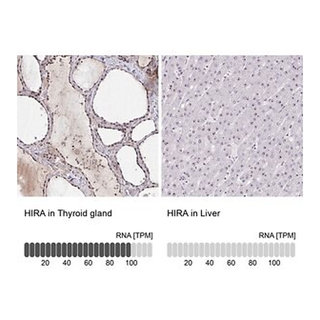 Merck Anti-HIRA antibody produced in rabbit