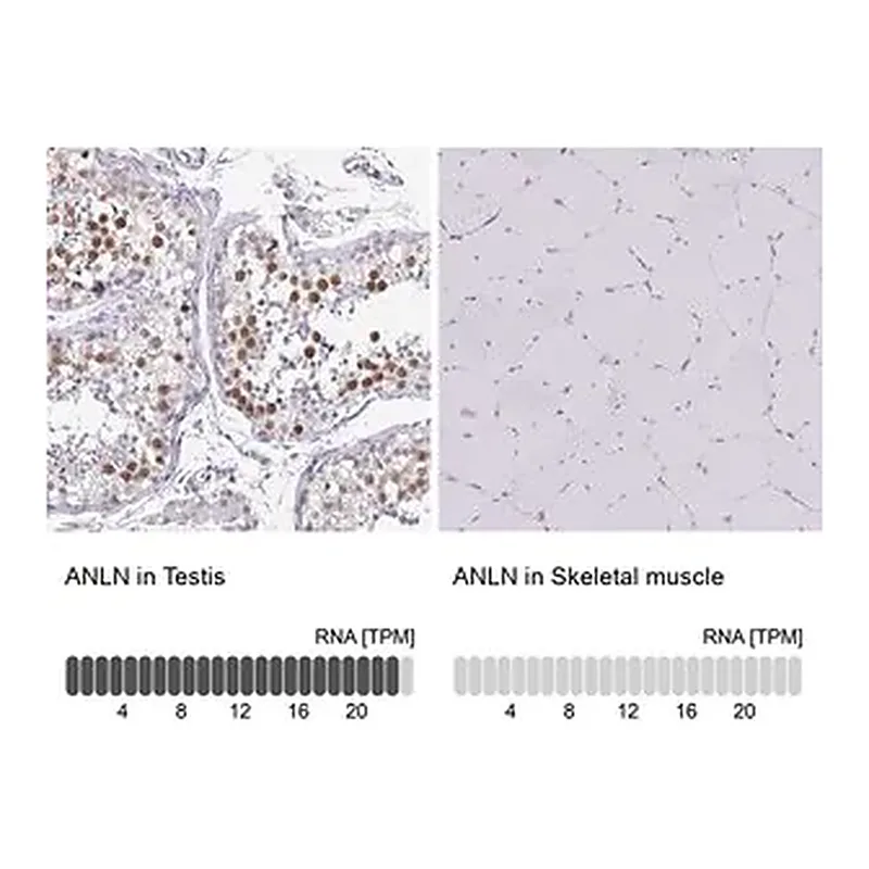 Merck Anti-ANLN antibody produced in rabbit