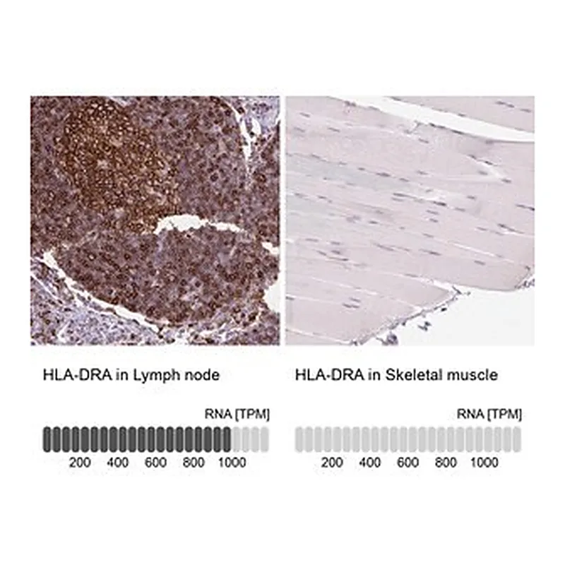 Merck Anti-HLA-DRA antibody produced in rabbit