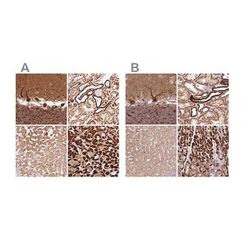 Merck Anti-MT-CO2 antibody produced in rabbit