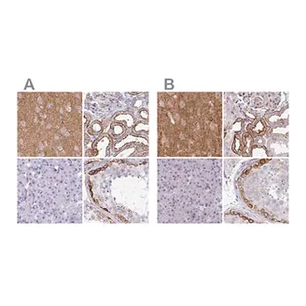Merck Anti-DBN1 antibody produced in rabbit