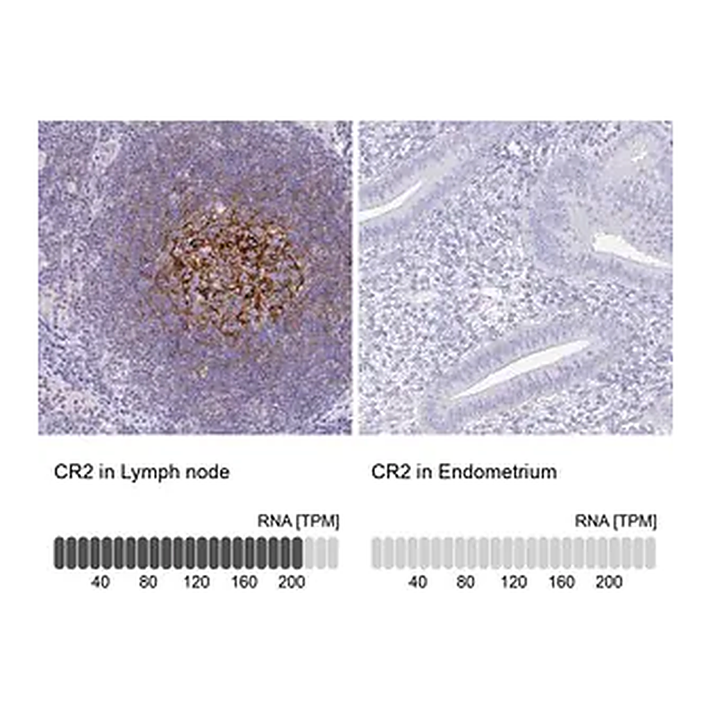 Merck Anti-CR2 antibody produced in rabbit