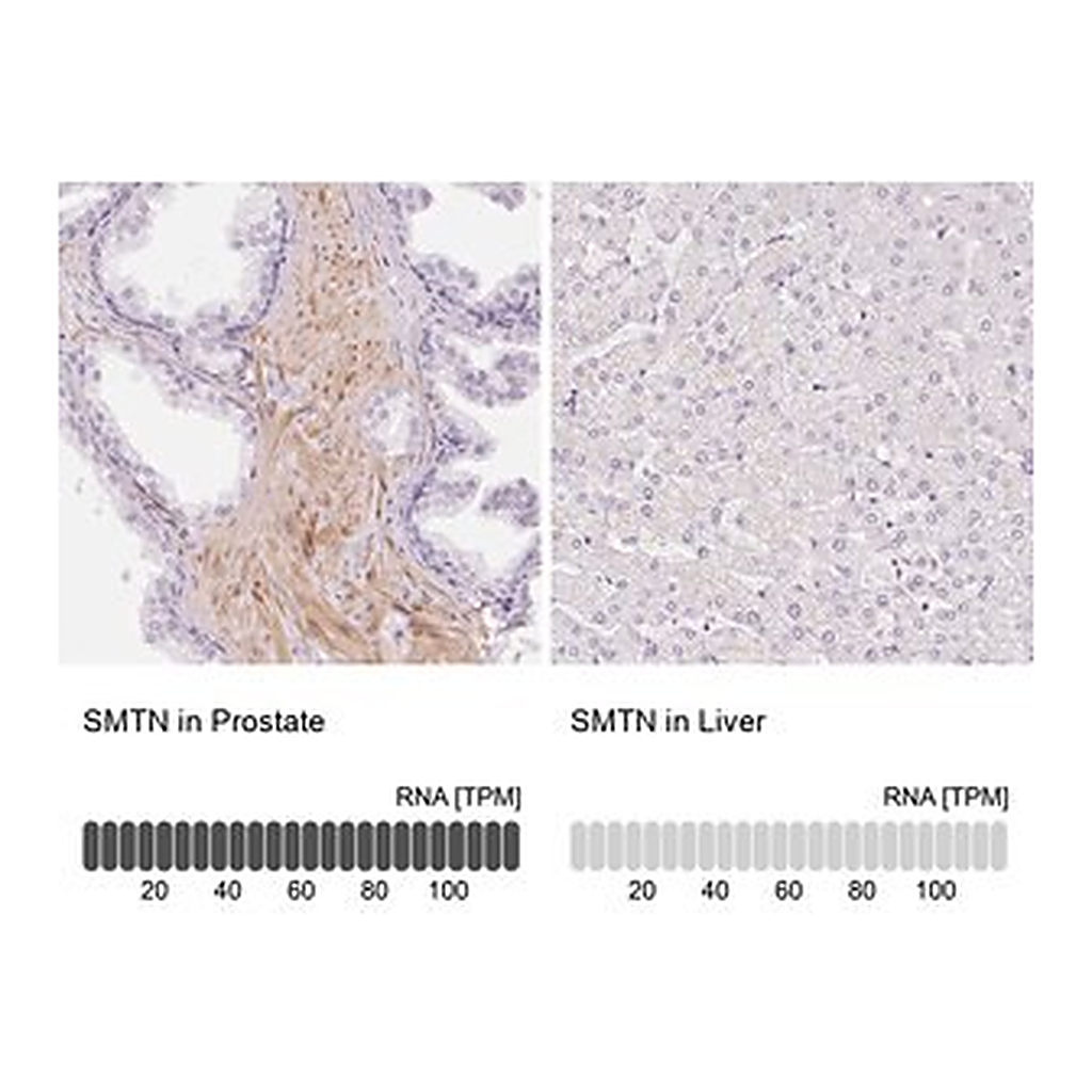 Merck Anti-SMTN antibody produced in rabbit