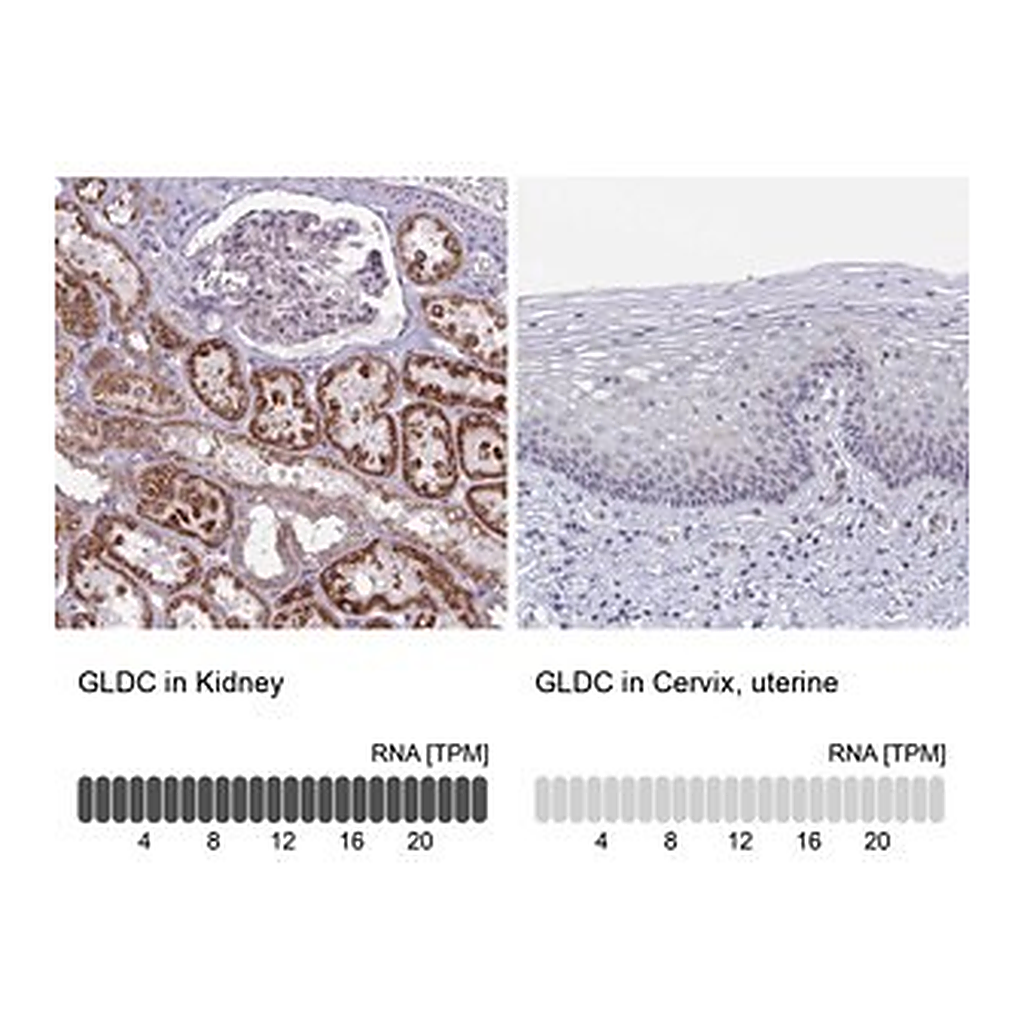 Merck Anti-GLDC antibody produced in rabbit