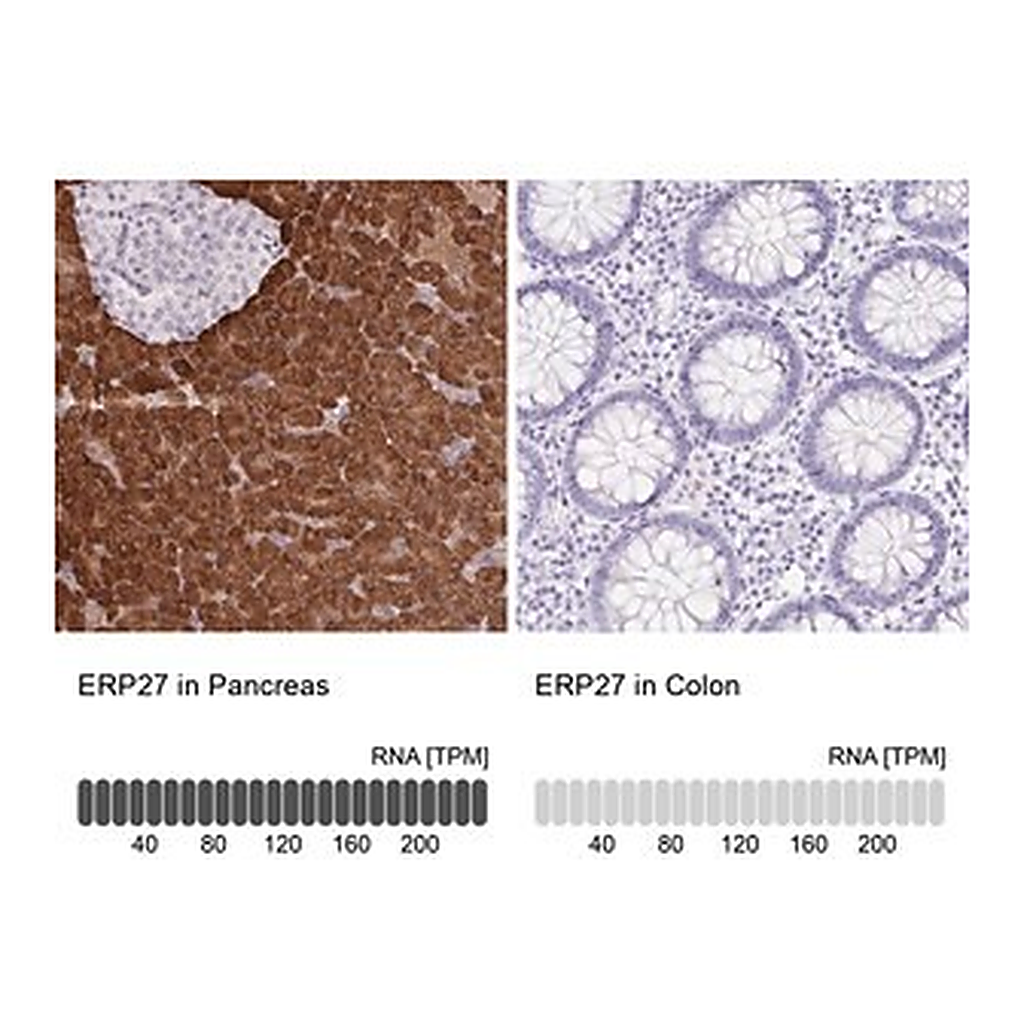 Merck Anti-ERP27 antibody produced in rabbit