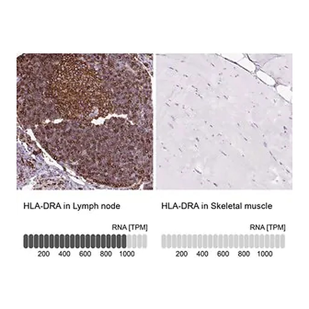 Merck Anti-HLA-DRA antibody produced in rabbit