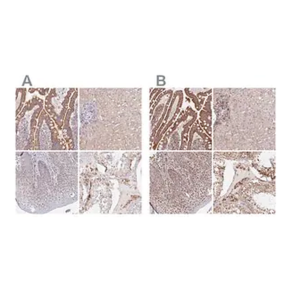 Merck Anti-MAVS antibody produced in rabbit