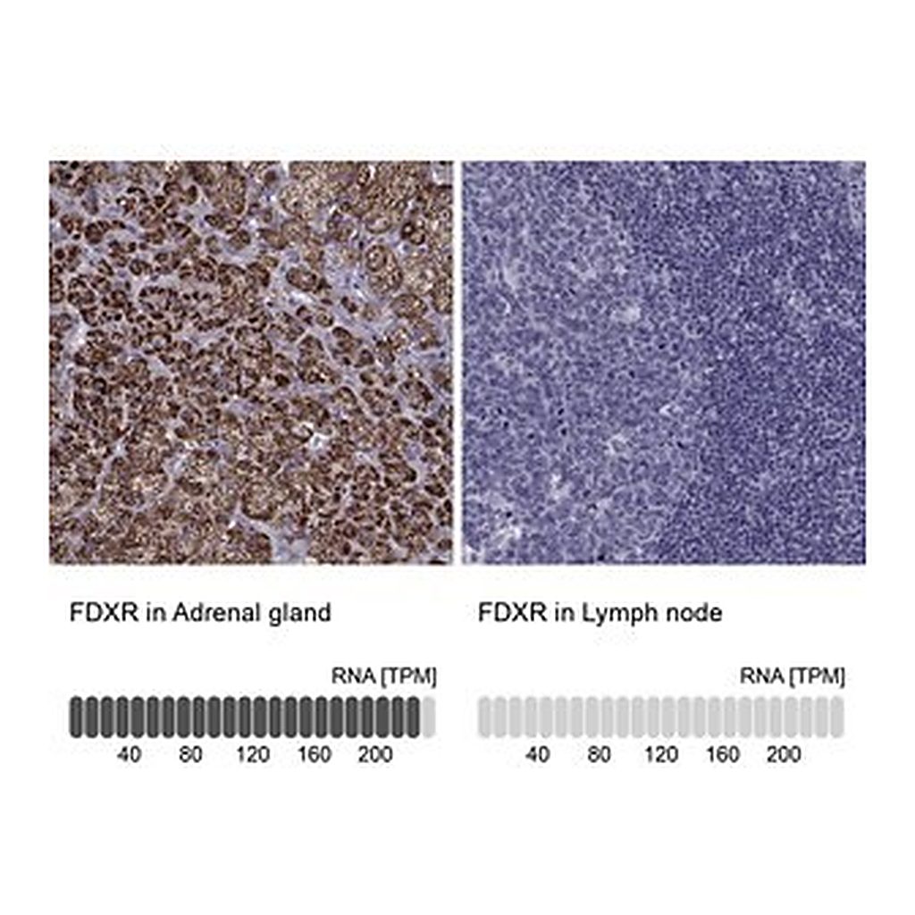 Merck Anti-FDXR antibody produced in rabbit
