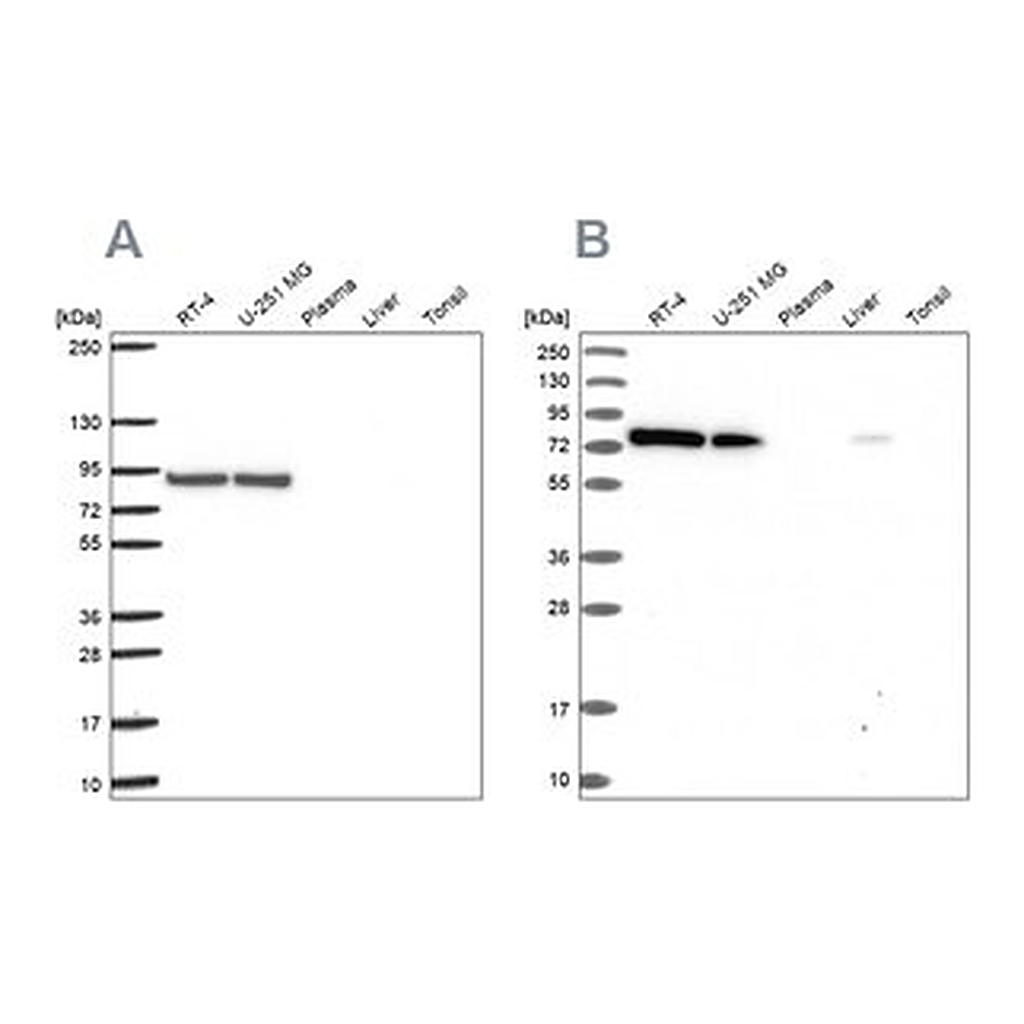 Merck Anti-DYNC1I2 antibody produced in rabbit