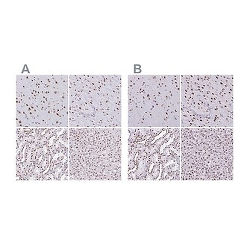 Merck Anti-NONO antibody produced in rabbit