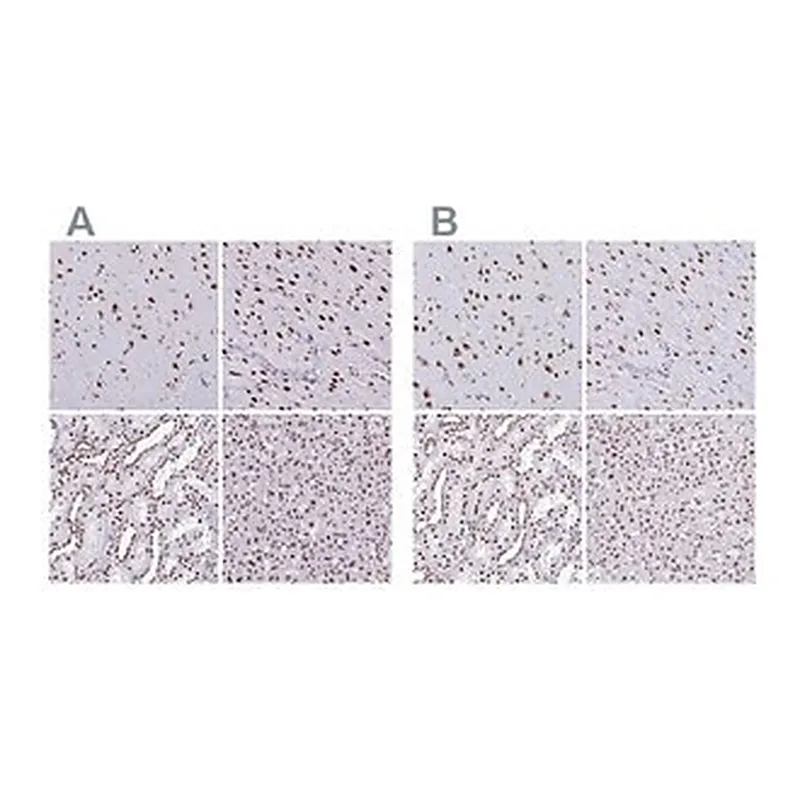 Merck Anti-NONO antibody produced in rabbit