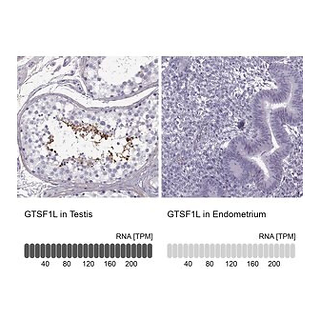 Merck Anti-GTSF1L antibody produced in rabbit