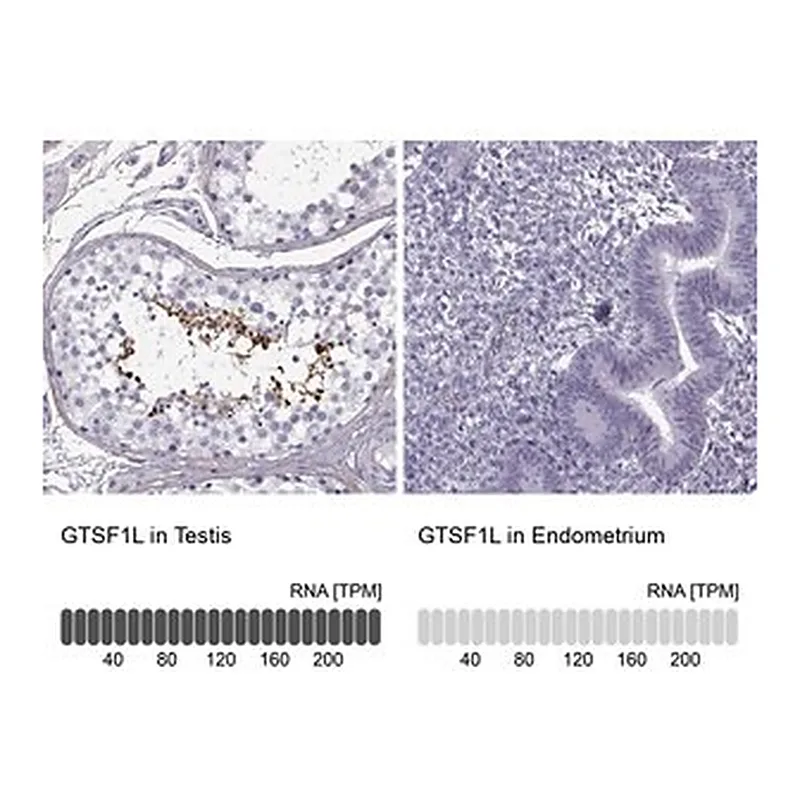 Merck Anti-GTSF1L antibody produced in rabbit