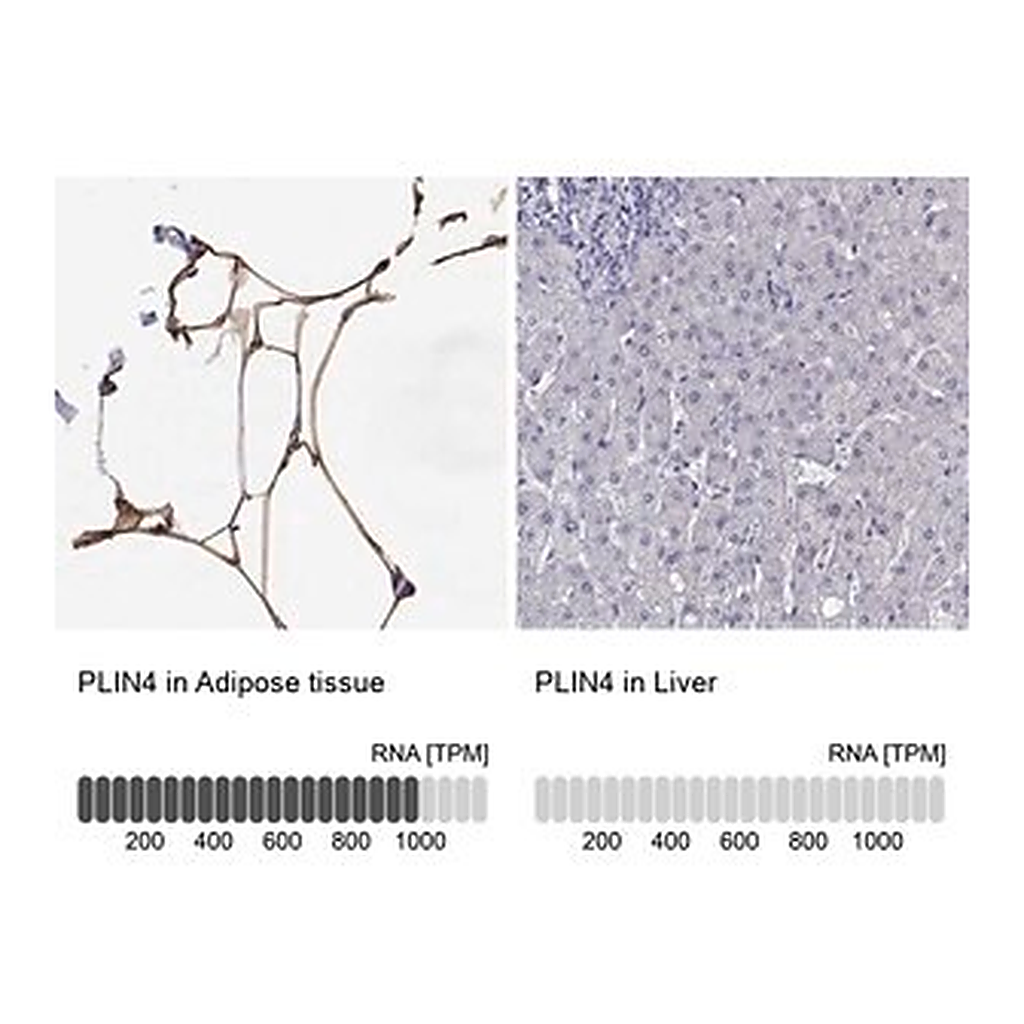 Merck Anti-PLIN4 antibody produced in rabbit