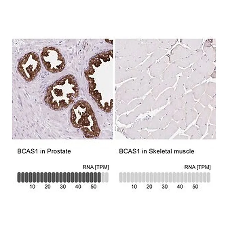 Merck Anti-BCAS1 antibody produced in rabbit