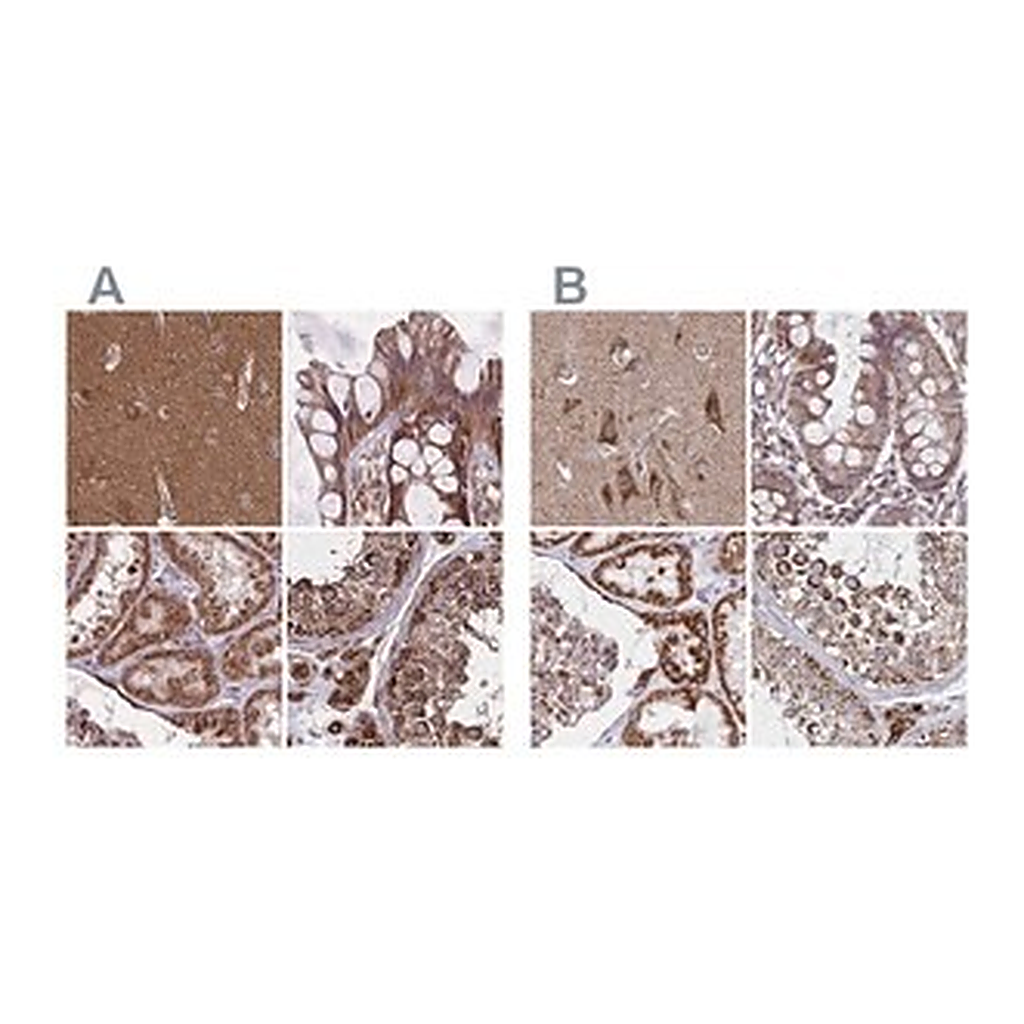 Merck Anti-NFS1 antibody produced in rabbit