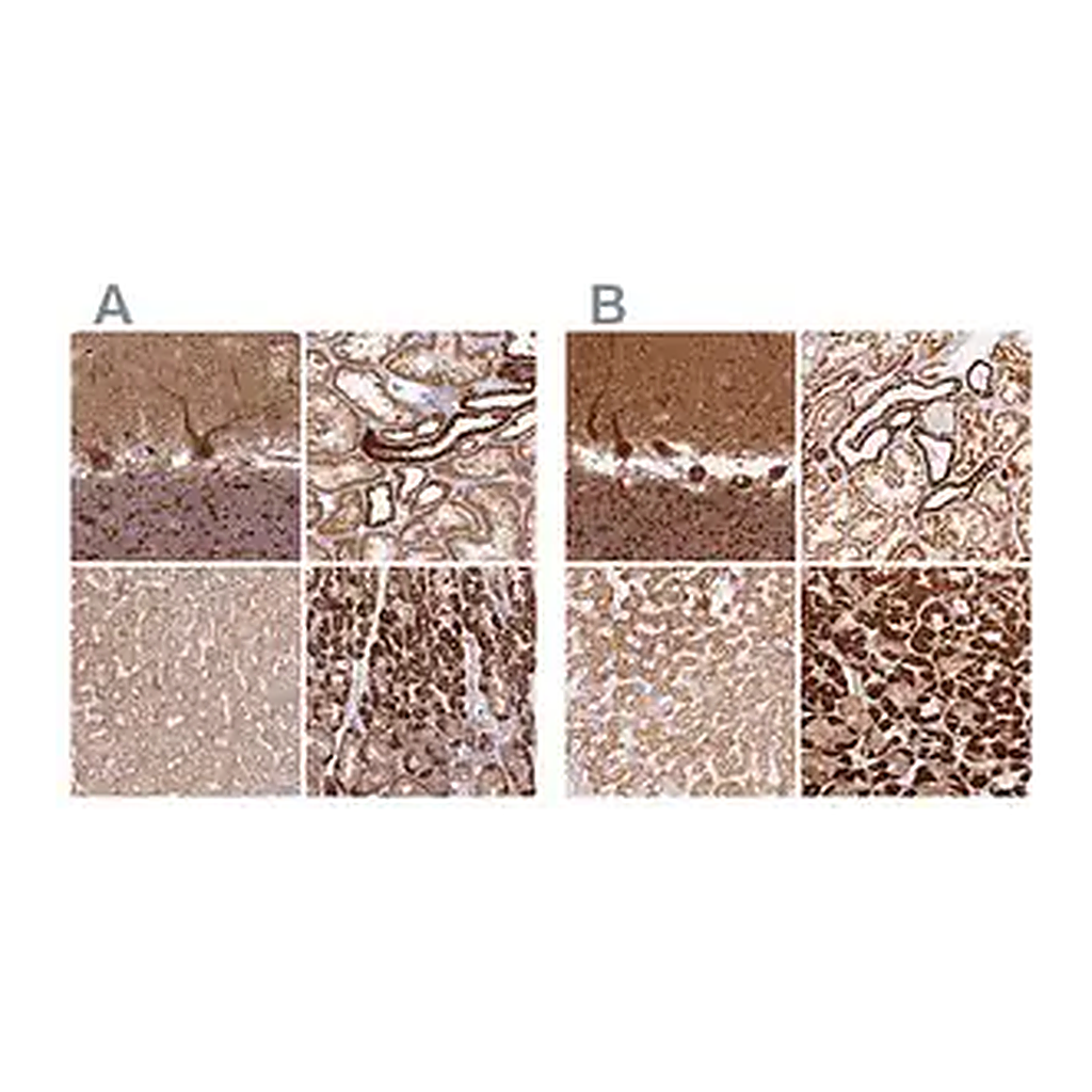 Merck Anti-MT-CO2 antibody produced in rabbit