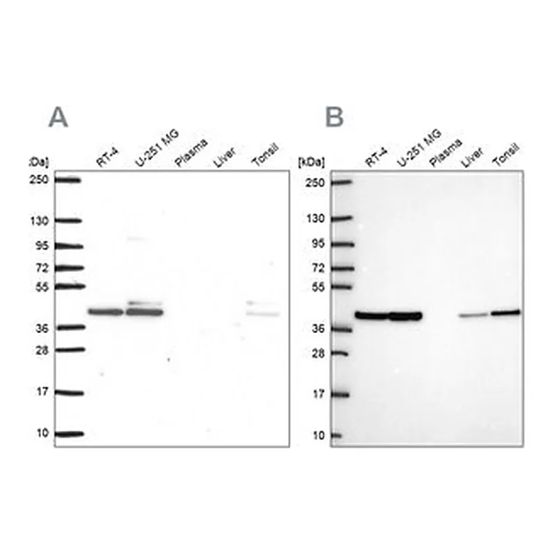 Merck Anti-STRAP antibody produced in rabbit