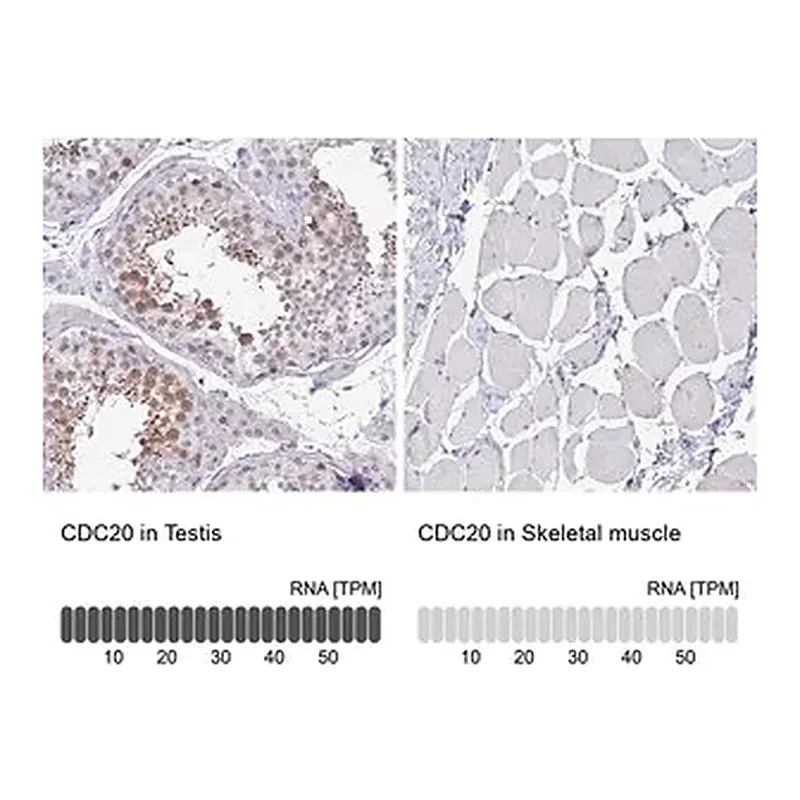 Merck Anti-CDC20 antibody produced in rabbit
