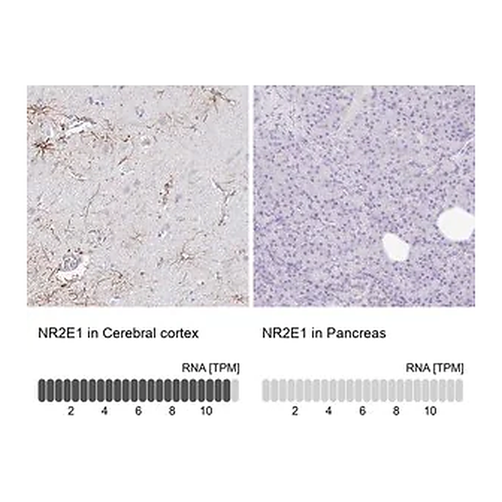 Merck Anti-NR2E1 antibody produced in rabbit