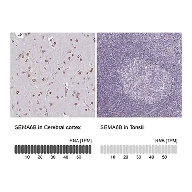 Merck Anti-SEMA6B antibody produced in rabbit