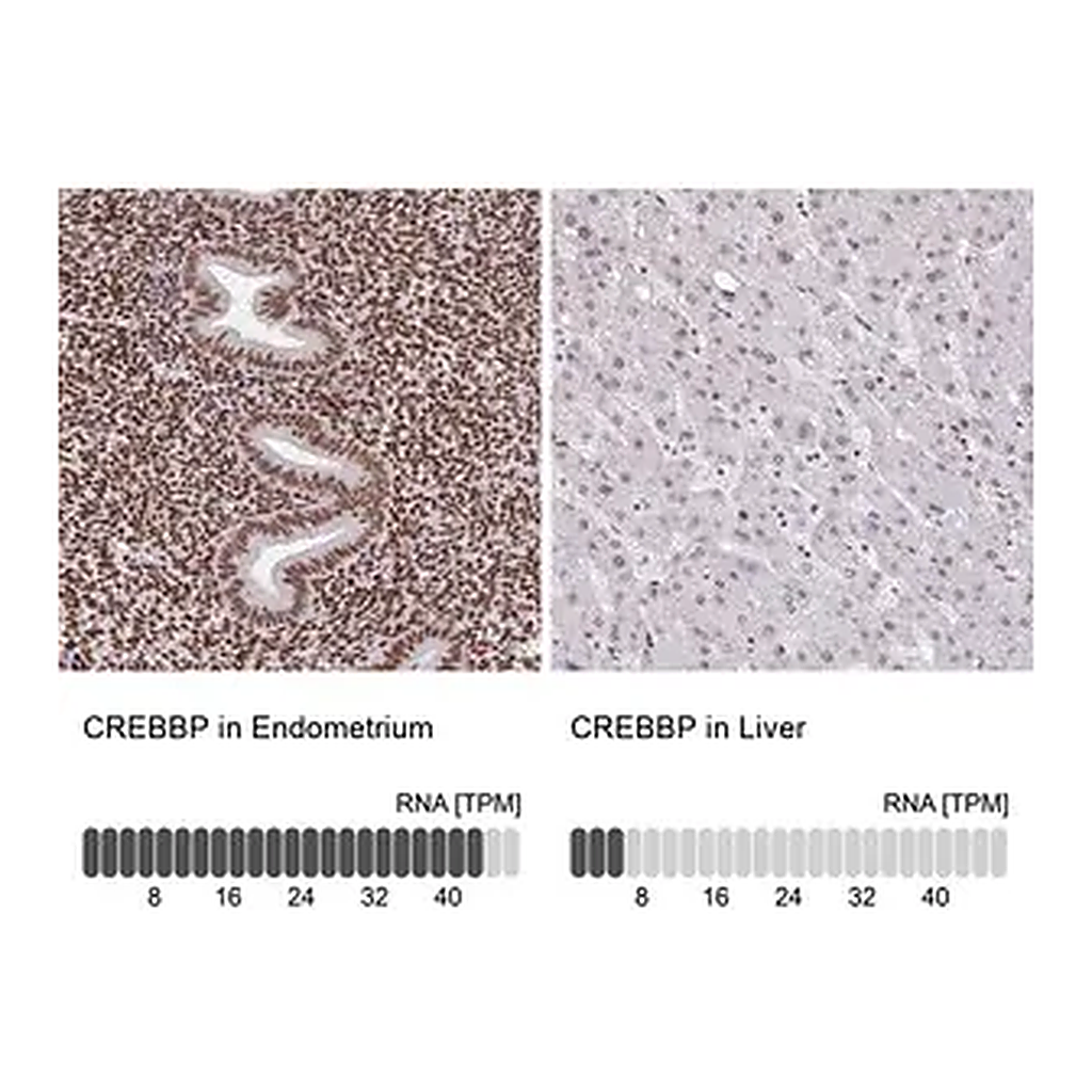 Merck Anti-CREBBP antibody produced in rabbit
