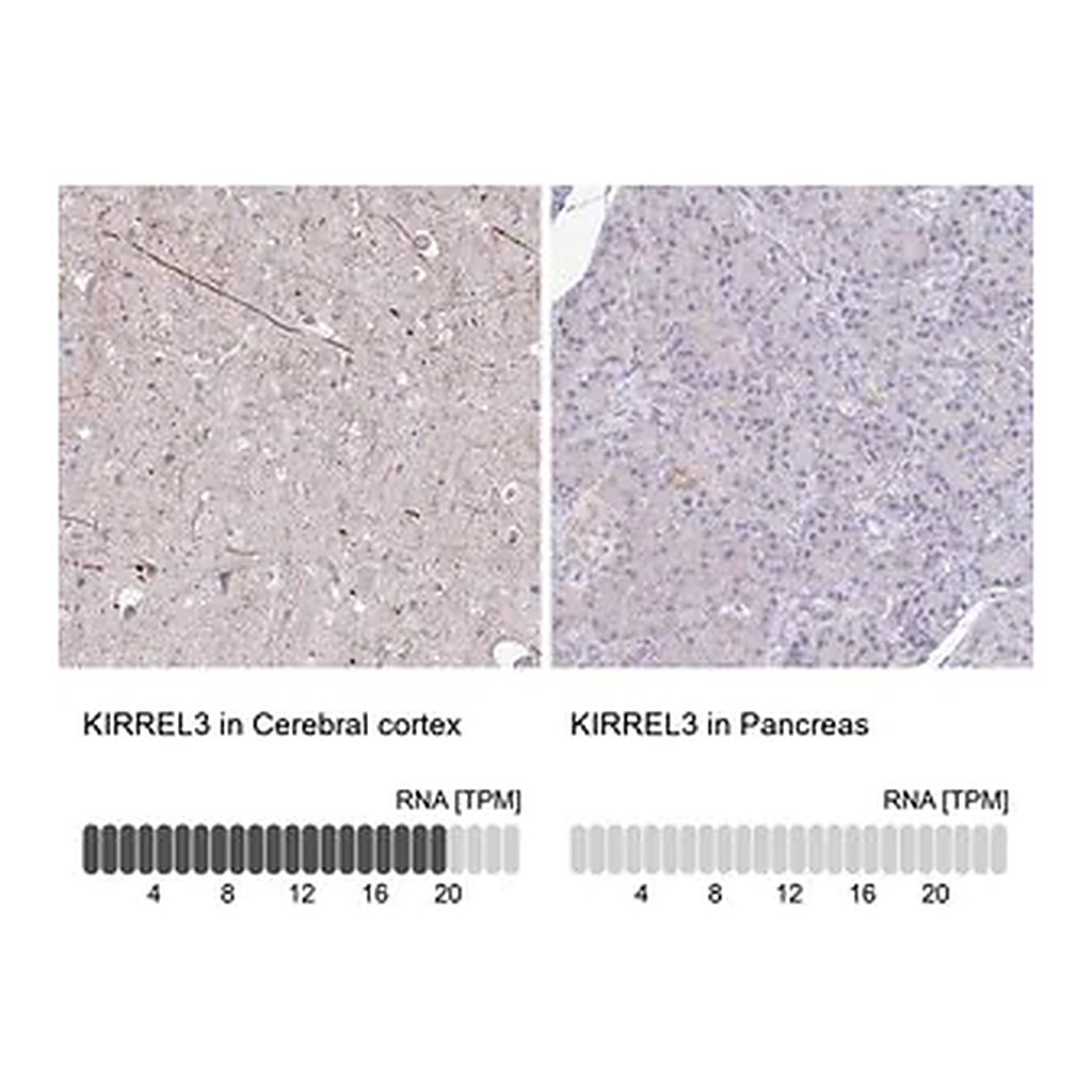 Merck Anti-KIRREL3 antibody produced in rabbit