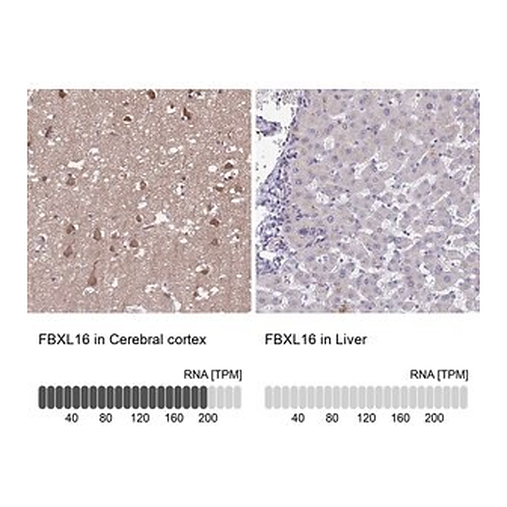 Merck Anti-FBXL16 antibody produced in rabbit
