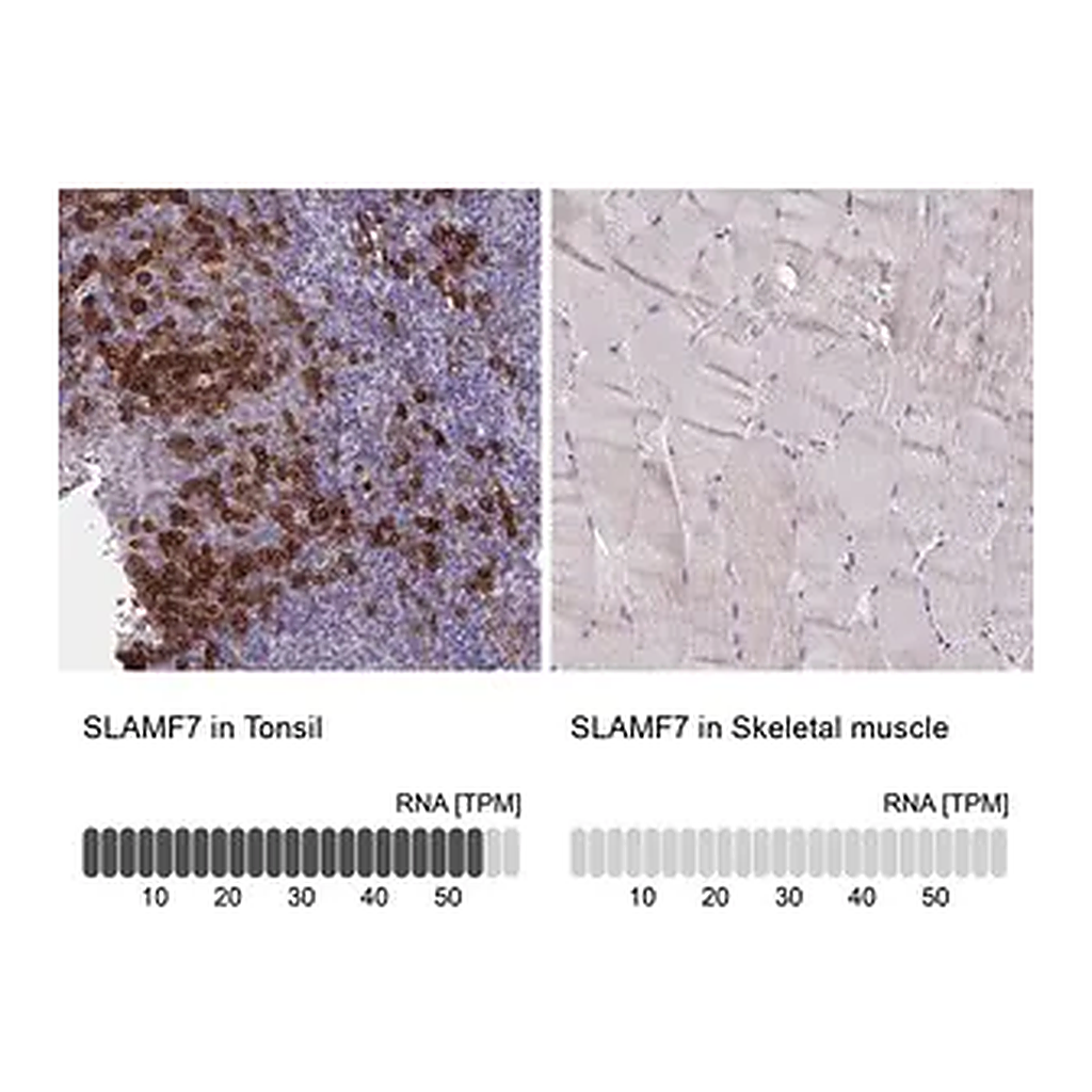 Merck Anti-SLAMF7 antibody produced in rabbit