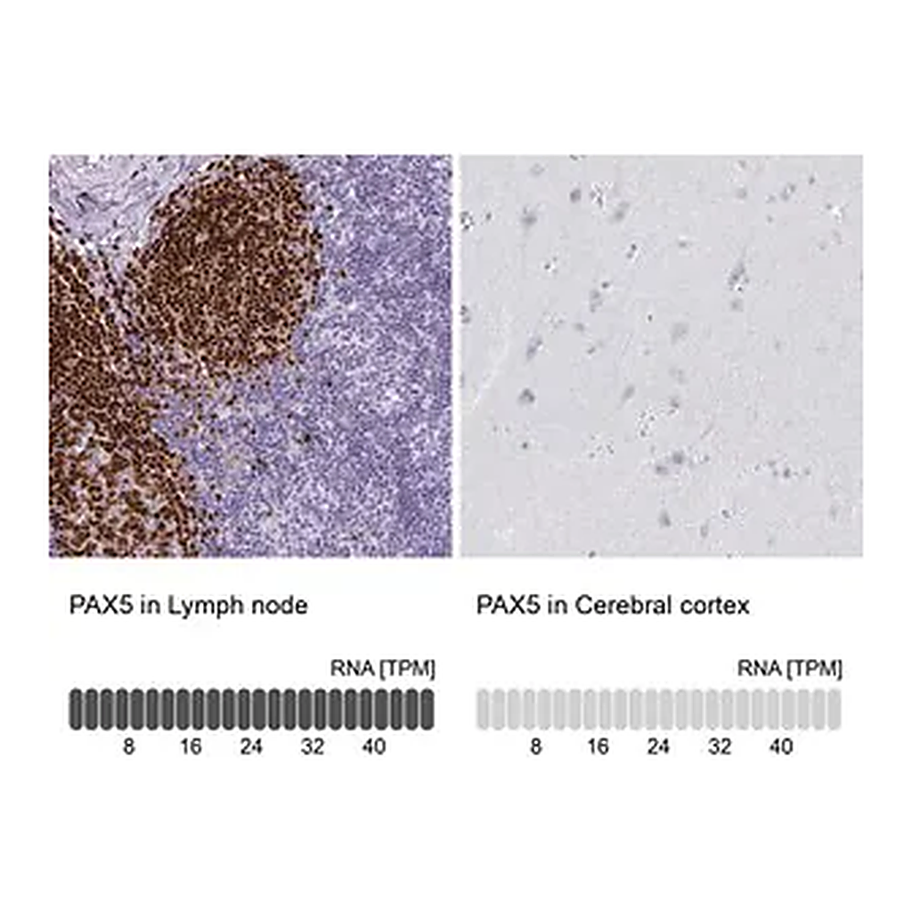 Merck Anti-PAX5 antibody produced in rabbit